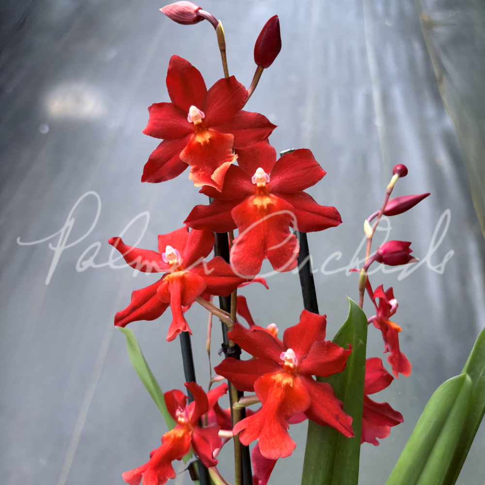 Osp. Fran's Jewels 'Ruby' — Palmer Orchids